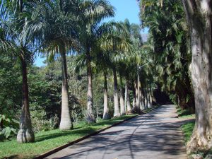 Parque da cidade